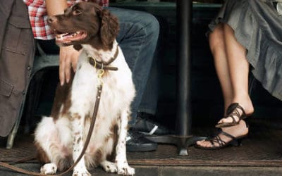 Help Legalize Pet-Friendly Dining in Hawai’i