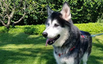 Success Story: Kale (aka Jonah)