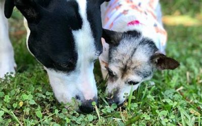 An Update from Hope Fund Dog AJ