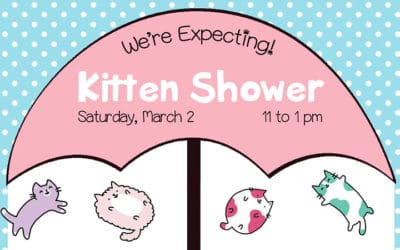 March 2: Kitten Shower