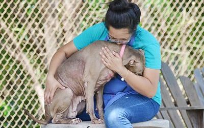 How Fee-Waived Adoption Events Save Lives