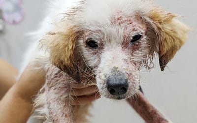 Mangy Pup Darwin Evolves into a Happy, Healthy Boy