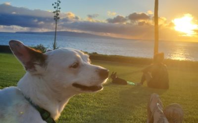 Success Story: Biscotti