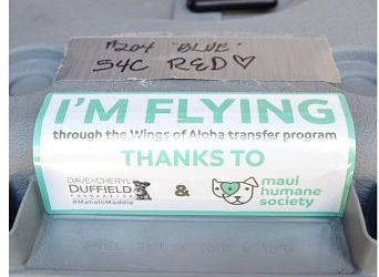 About the Wings of Aloha Transfer Program