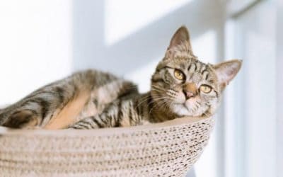 Common Ground for Cats and Wildlife