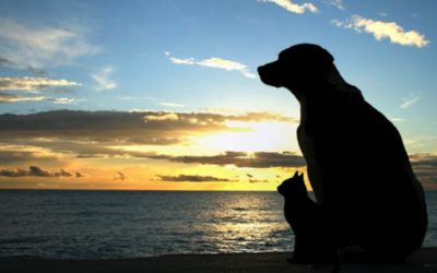 Coping with Pet Loss