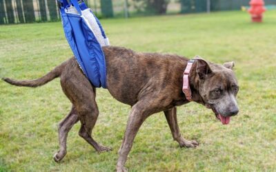 Second Chance Senior Dog Kali