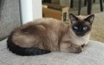 Success Story:  Buttons (formerly Sammy)