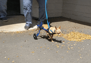 Strawberry Shortcake