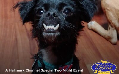 MHS Alumni ‘Boogie’ in the 2020 American Rescue Dog Show