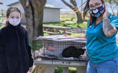 MHS Community Cat Coordinator Rescues Four Kittens on the Way to Work