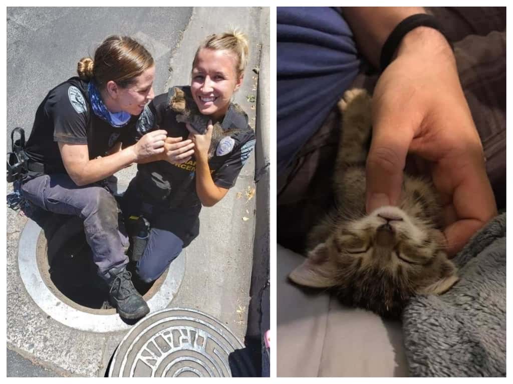 Kitten Rescue