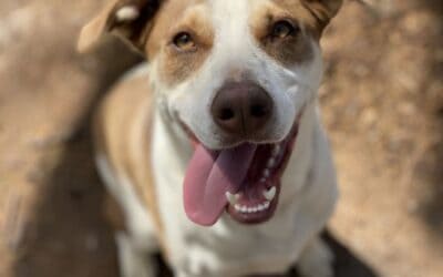 50% off Adult Dog Adoptions