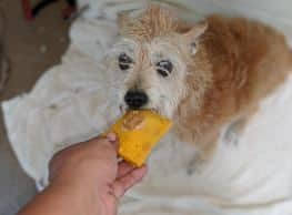Maui Humane Society Celebrates National Pop Tart Day