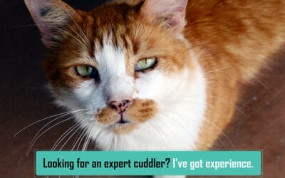 Sponsored Cat Adoptions