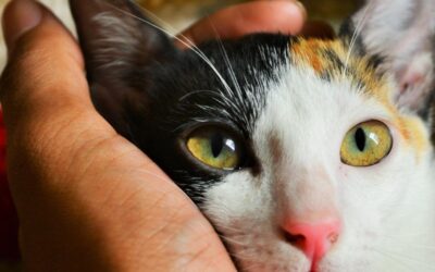 COVID19 Preparedness for Pet Owners