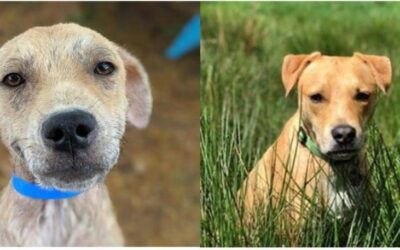 Success Story: Benji