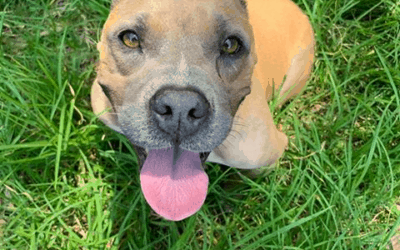 Success Story: Kaimana