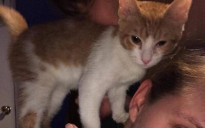 Success Story: Baby Cat