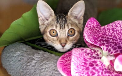 $20 Kitten Adoptions