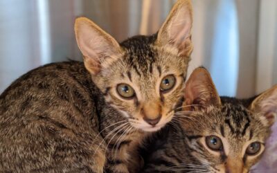 S.O.S. – Foster Homes Needed for Cats