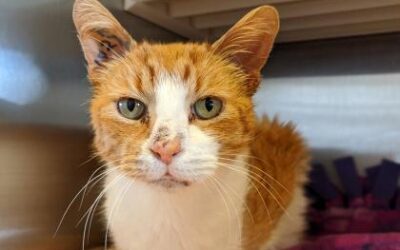 Oscar the Cat Gets a Chance to Beat Cancer