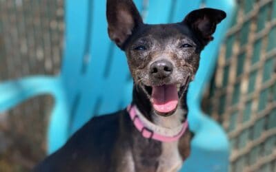 Pick Your Price to Adopt any Senior Dog (7yrs+)