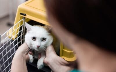 Pet Disaster Preparedness