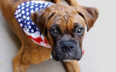 4th of July Fireworks: Keep Your Pet Safe & Comfortable with These Tips
