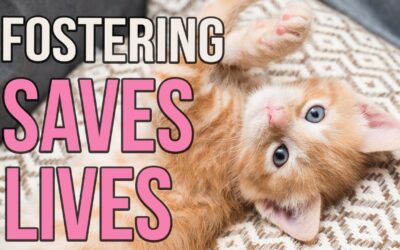 Foster Resource: Help Get Your Foster Animal Adopted!