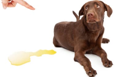 Why punishment fails; what works better