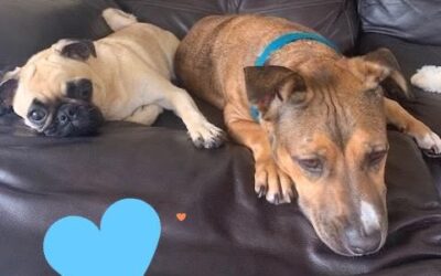 Success Story: Vienna and Izzy