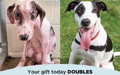 $20,000 Matching Gift Challenge