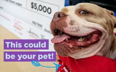 Pets brighten our lives. Let’s brighten theirs.