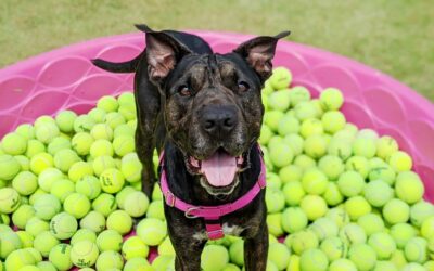 Oct. 10: Bob Bobs for Balls!