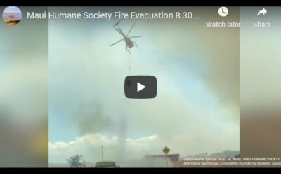 Maui Now: Video Shows Just How Close Last Week’s Wildfire Came to Maui Animal Shelter