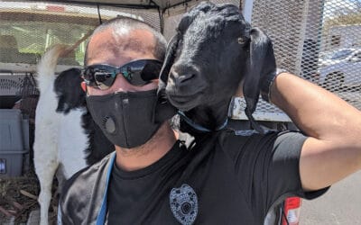 Maui Now: A Lost Goat With a Surprise