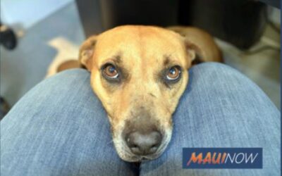 Maui Now: Maui Humane Society Hopes to Clear the Shelter Aug. 23-29