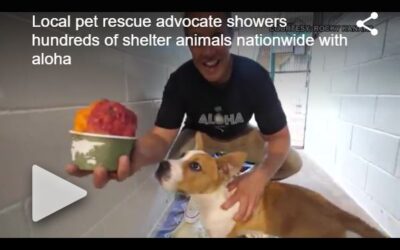 KHON2: Local pet rescue advocate sets sail on finding forever homes for shelter animals