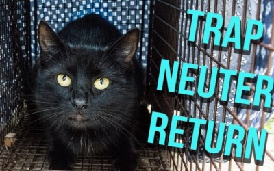 Important Information for Community Cat Caretakers Regarding Spay/Neuter Appointments