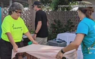 KHON2: MHS Partners with Greater Good Charities & Wings of Rescue to Conduct the Largest Pet Rescue Flight in History