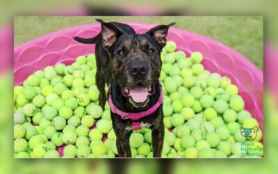 KHON2: MHS to hold virtual event featuring a dog looking for his forever home