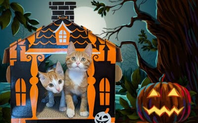 Oct. 11-17: Haunted Cat Mansion Contest
