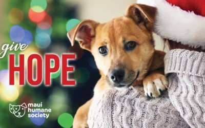 Here’s how you can give HOPE to homeless animals…