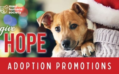 December Adoption Promotions