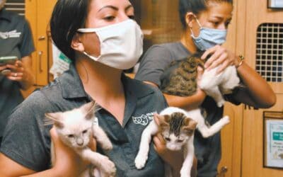 126 cats, 9 dogs welcomed aboard: Paws Across the Pacific takes Maui animals to Mainland