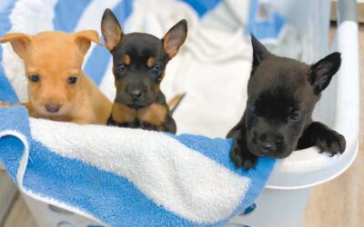 Maui News: Two puppies die after being left in container