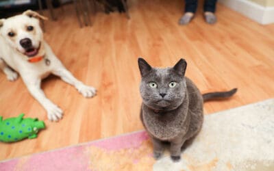 Sherry Woodard: How to Introduce a Dog to a Cat