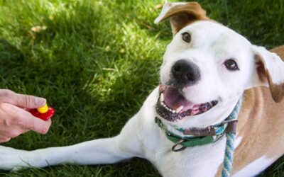 Sherry Woodard: Clicker Training