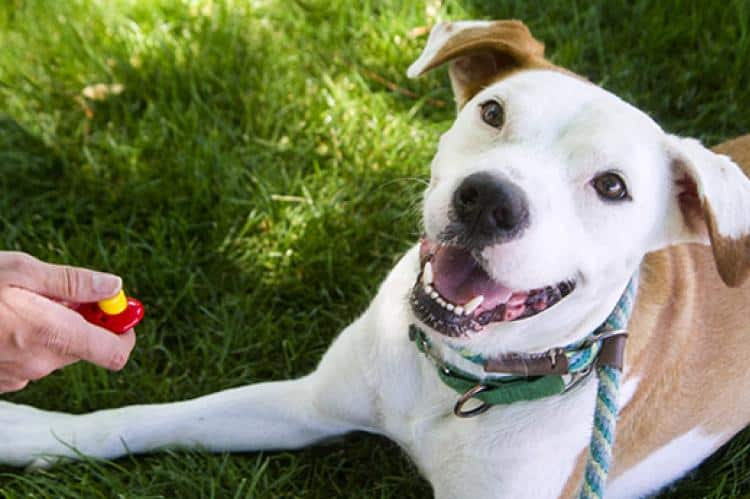 clicker training dog on ground